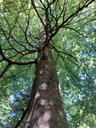 Obachtbuche-2_Easy-Resize.com_.jpg