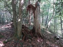 Palmendieb-4_Easy-Resize.com_.jpg