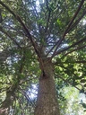 Palmendieb-5_Easy-Resize.com_.jpg