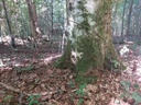 Farn-Buche-2_Easy-Resize.com_.jpg