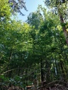 Farn-Buche-6_Easy-Resize.com_.jpg