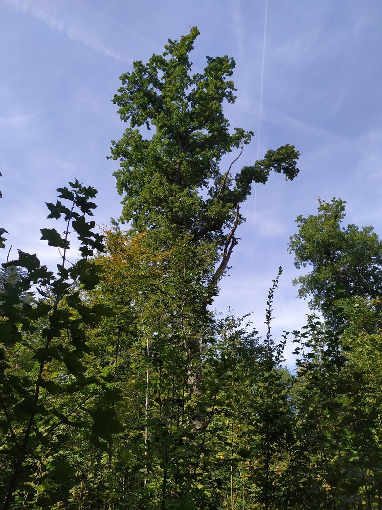 1664008107167_Easy-Resize.com_.jpg