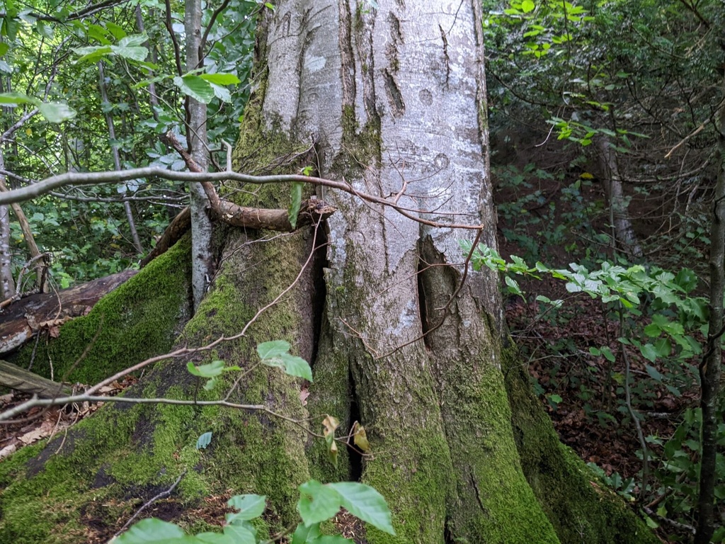 Emil-Wild-Buche-2-scaled.jpg