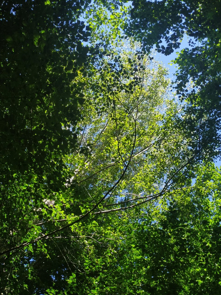 argentatabirke4_Easy-Resize.com_.jpg