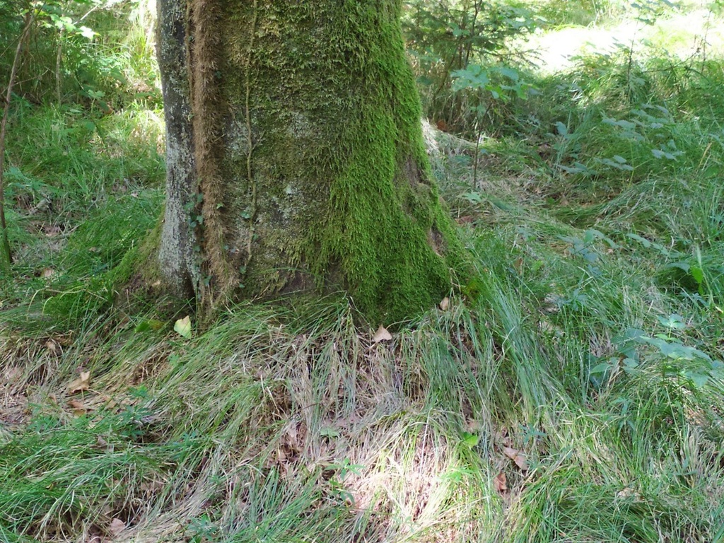 zoepflibuche2_Easy-Resize.com_.jpg