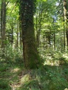 zoepflibuche3_Easy-Resize.com_.jpg