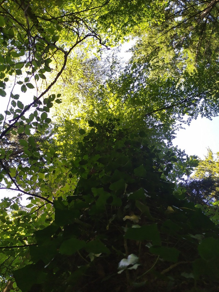 zoepflibuche4_Easy-Resize.com_.jpg