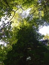 zoepflibuche4_Easy-Resize.com_.jpg