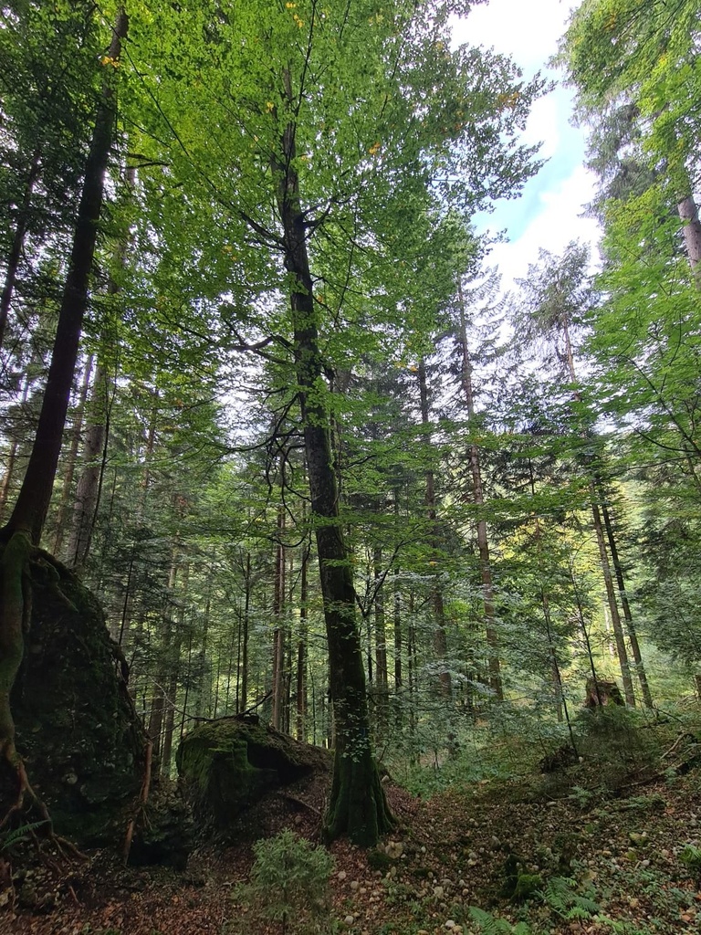 Green-beech-rampage_2_1500px.jpg