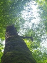 versteckiseiche2_Easy-Resize.com_.jpg