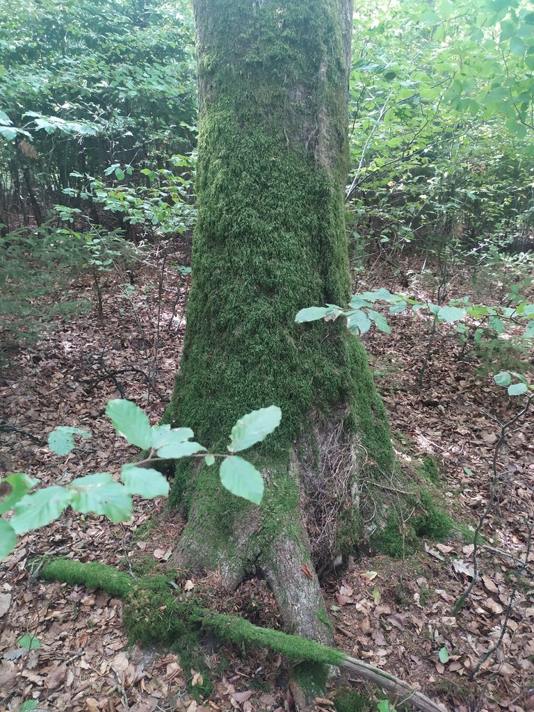 versteckiseiche4_Easy-Resize.com_.jpg