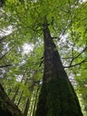 Green-beech-rampage_3_1500px.jpg