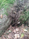 versteckiseiche5_Easy-Resize.com_.jpg