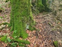 Green-beech-rampage_4_1500px.jpg