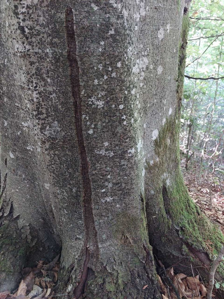 Bananenbuche-2_Easy-Resize.com_.jpg