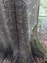 Bananenbuche-2_Easy-Resize.com_.jpg