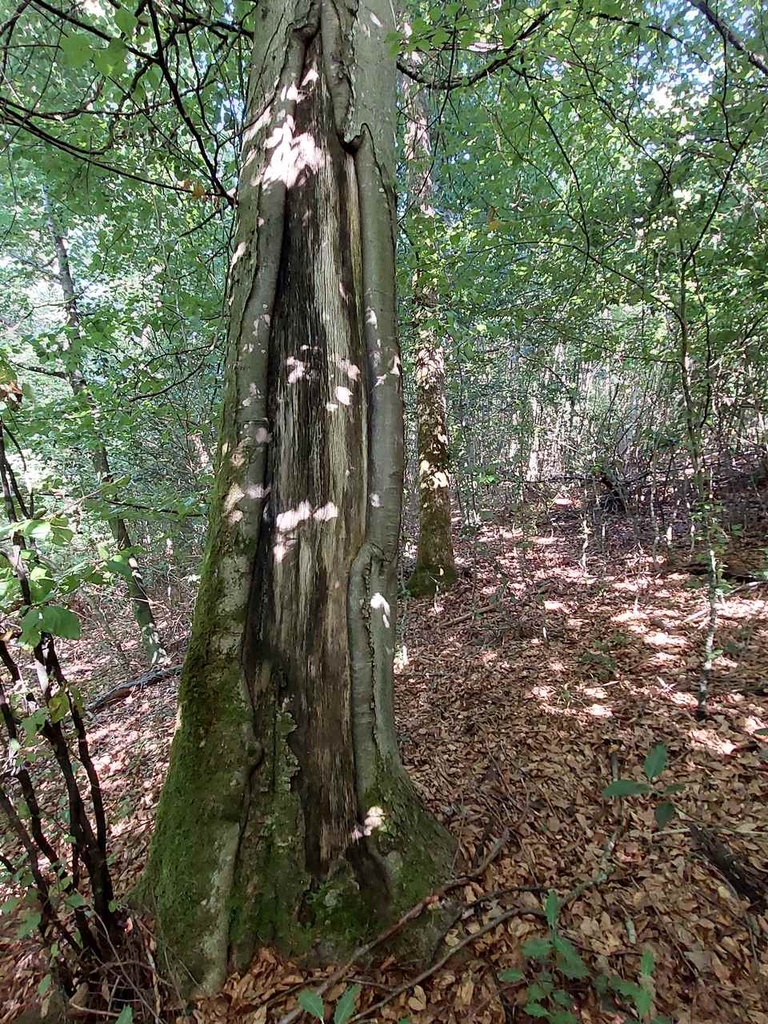 Bananenbuche-6_Easy-Resize.com_.jpg