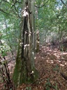 Bananenbuche-6_Easy-Resize.com_.jpg
