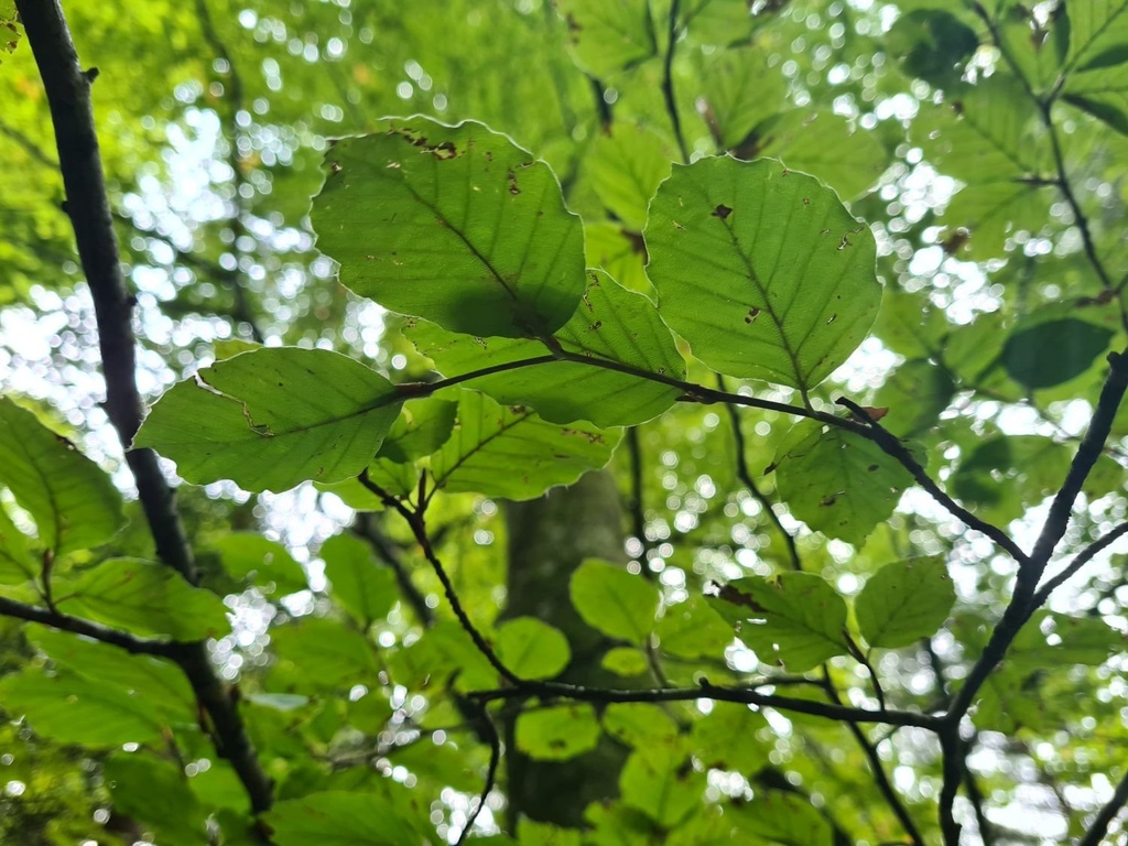 Green-beech-rampage_5_1500px.jpg