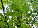 Green-beech-rampage_5_1500px.jpg