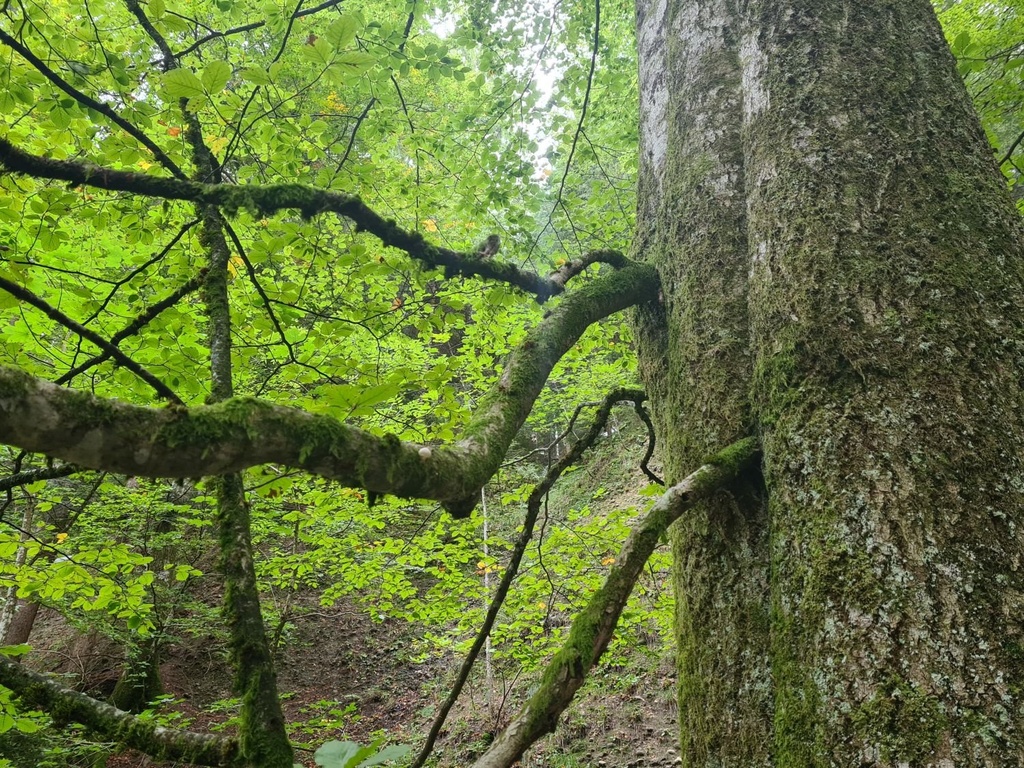 Green-beech-rampage_6_1500px.jpg