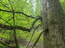 Green-beech-rampage_6_1500px.jpg