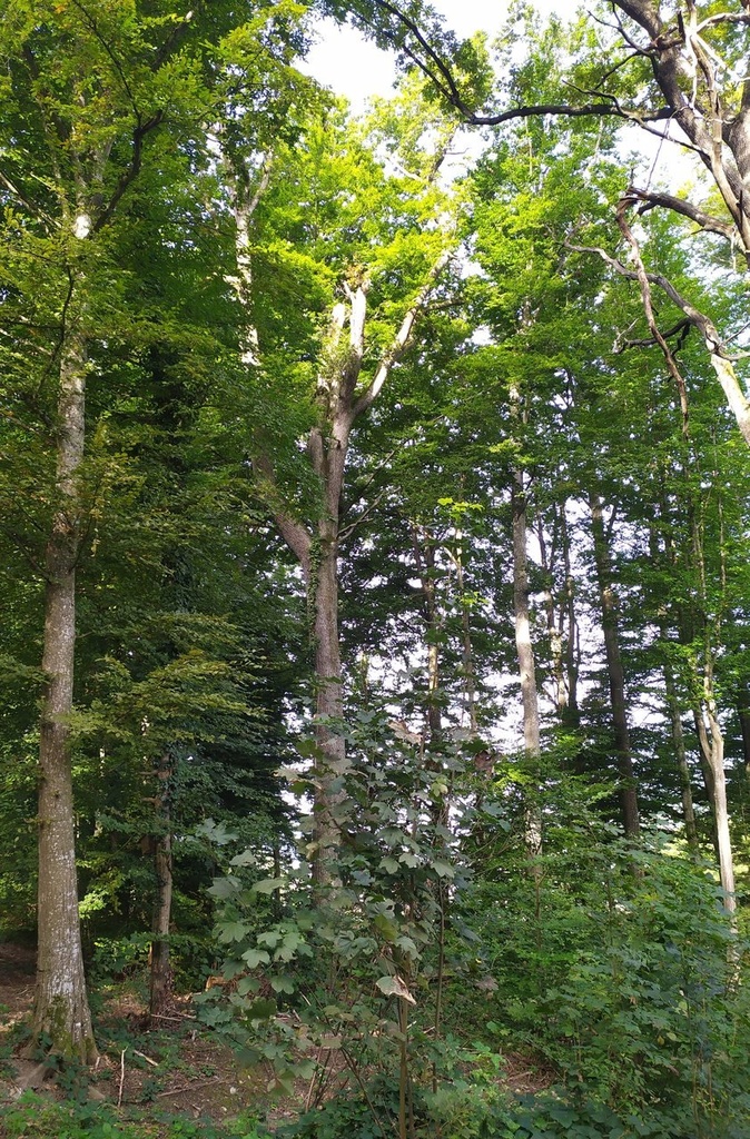 1664024211277_Easy-Resize.com_.jpg