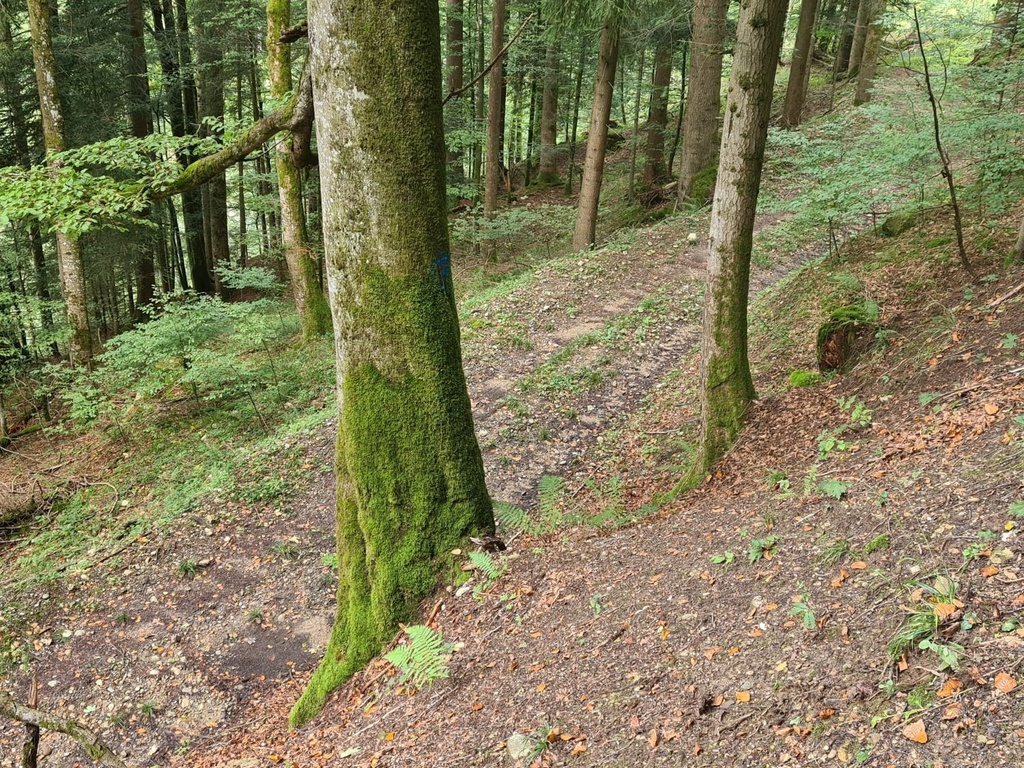 Kristall-Buche_2_1500px.jpg