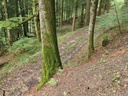 Kristall-Buche_2_1500px.jpg