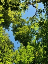 Schlangeneiche-5_Easy-Resize.com_.jpg