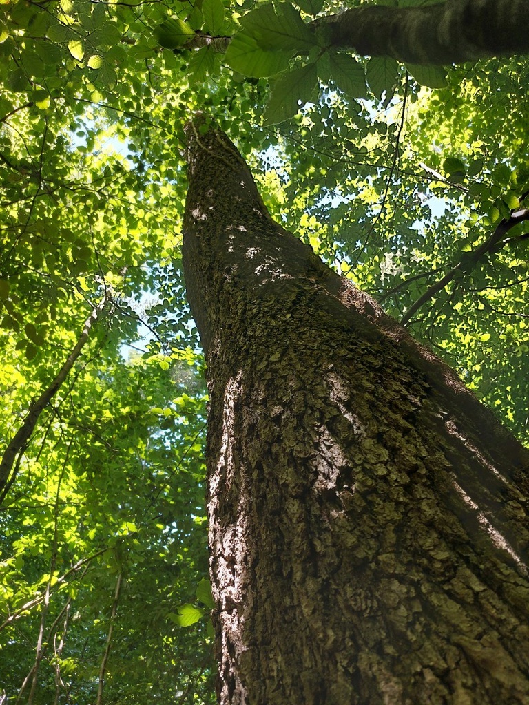 Schlangeneiche-6_Easy-Resize.com_.jpg