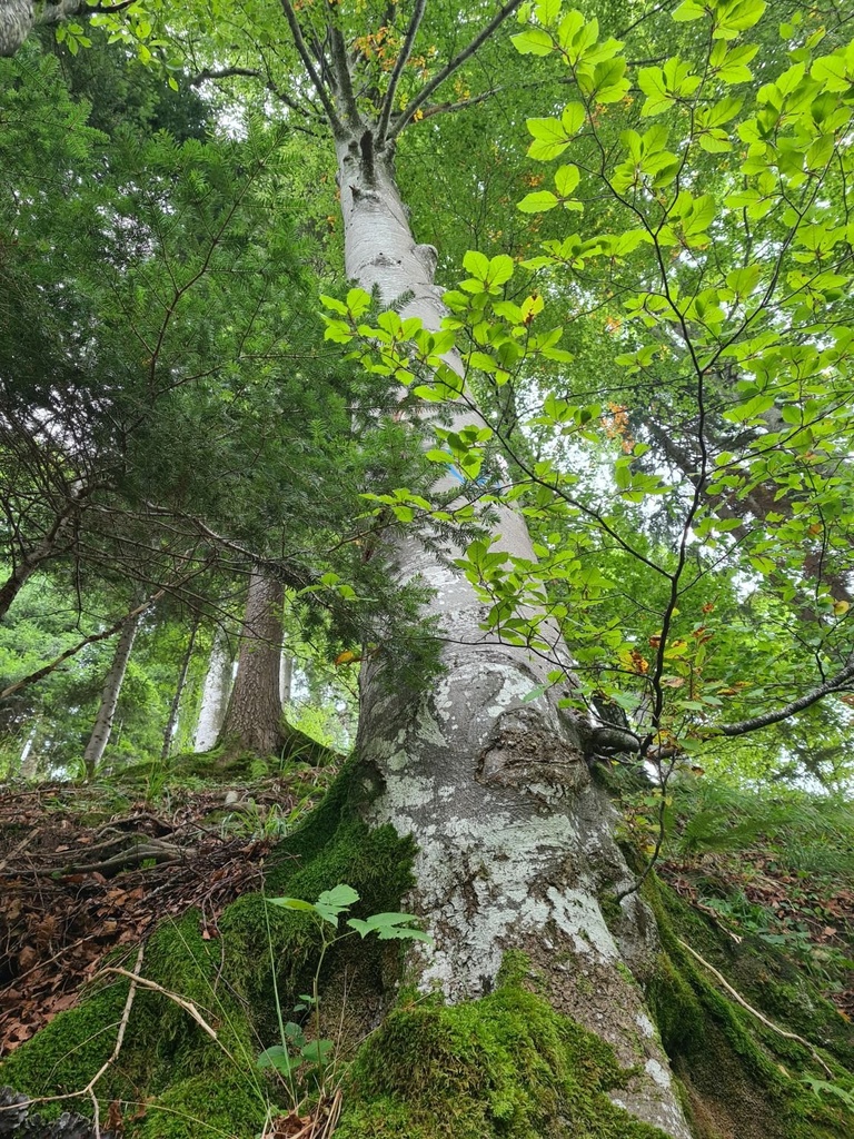 Wurzel-Massiv_3_1500px.jpg