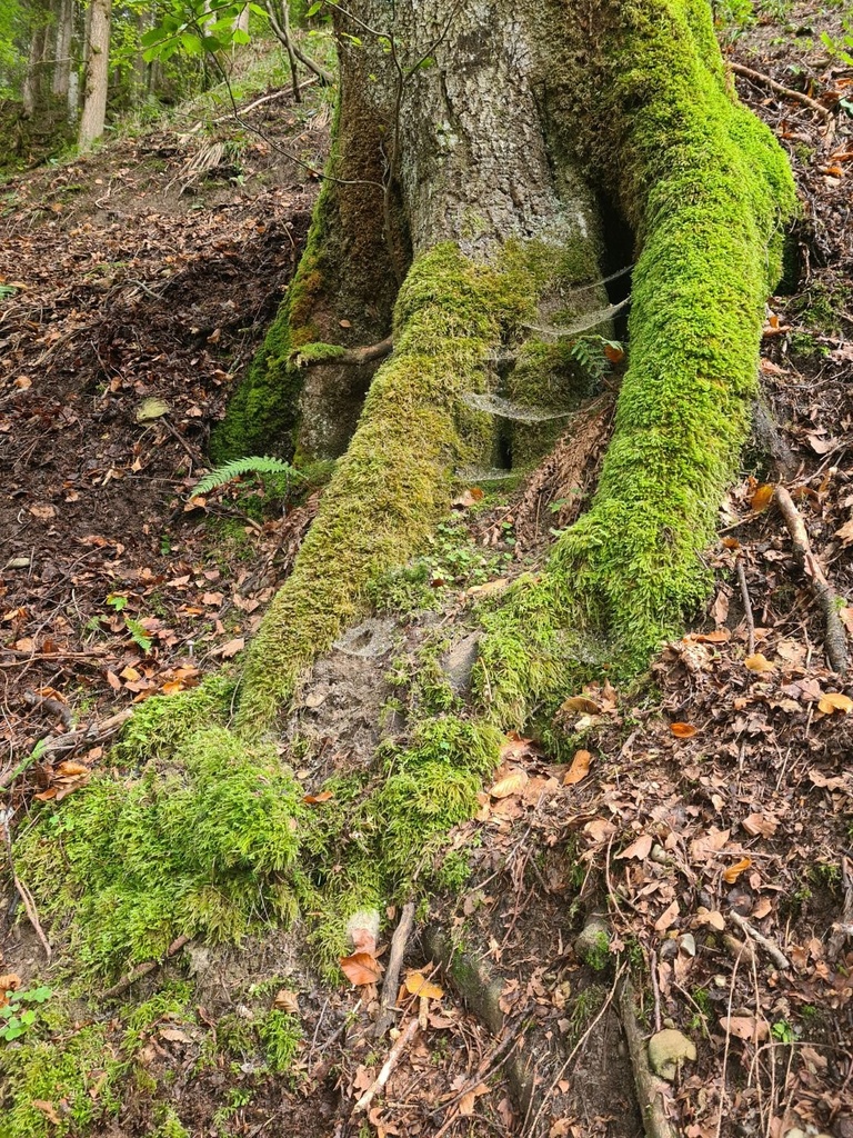 Kristall-Buche_5_1500px.jpg