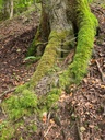Kristall-Buche_5_1500px.jpg