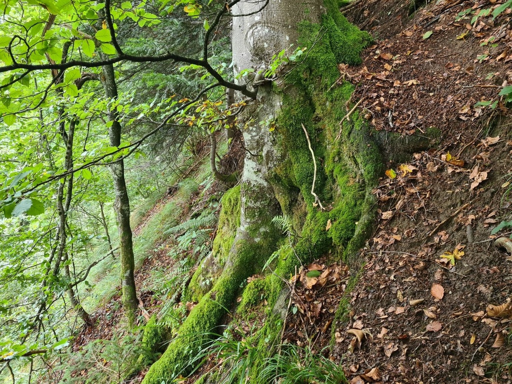 Wurzel-Massiv_5_1500px.jpg