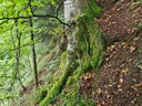 Wurzel-Massiv_5_1500px.jpg