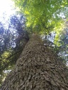die-mollige-tanne3_Easy-Resize.com-1.jpg