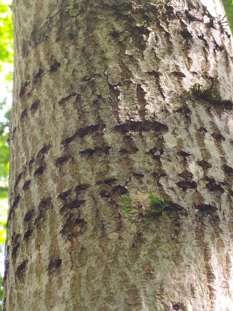 perlenlinde3_Easy-Resize.com_.jpg