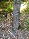 makramelinde2_Easy-Resize.com_.jpg