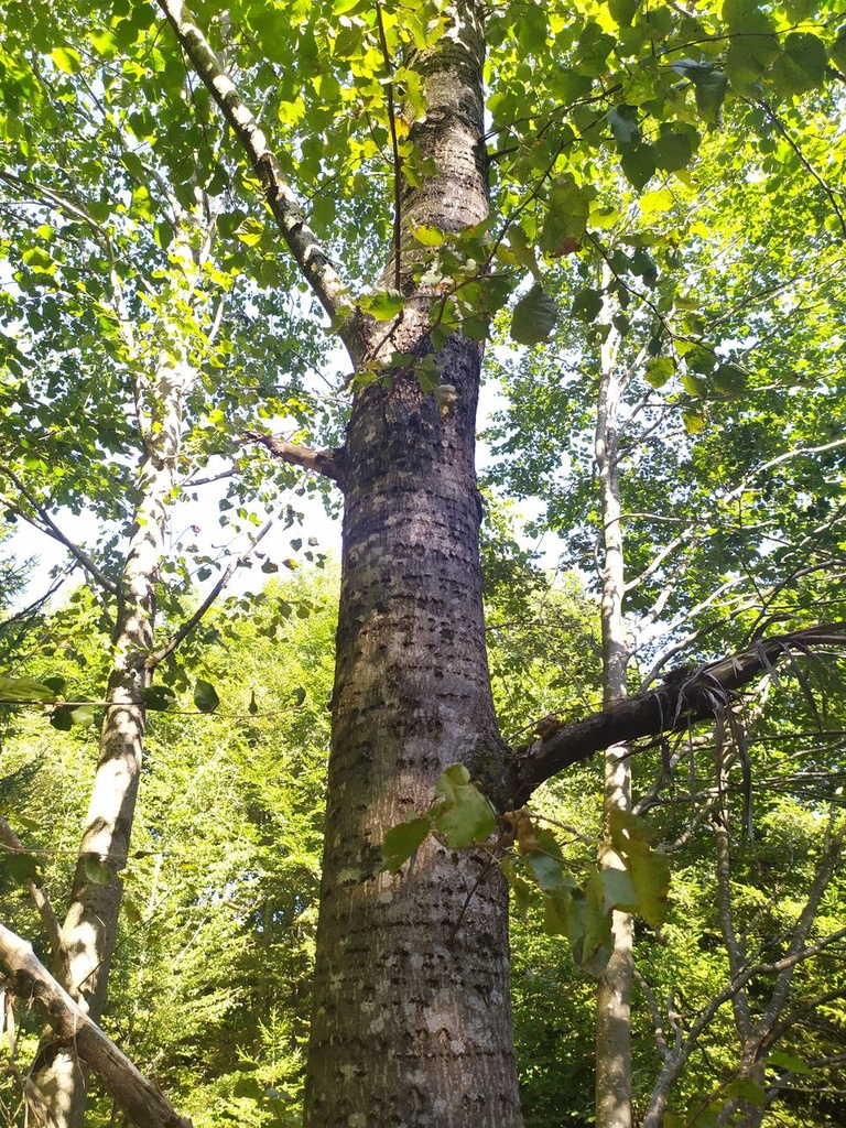 makramelinde3_Easy-Resize.com-1.jpg