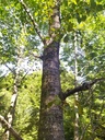makramelinde3_Easy-Resize.com-1.jpg