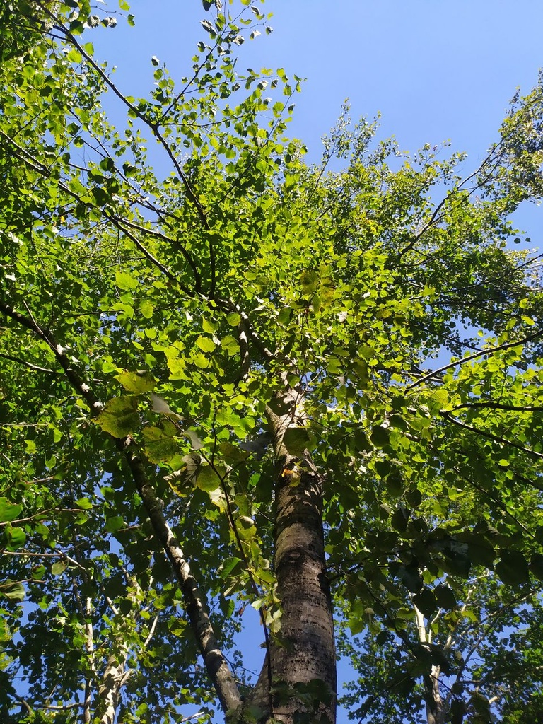 makramelinde4_Easy-Resize.com_.jpg