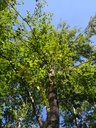makramelinde4_Easy-Resize.com_.jpg