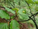 Wurzel-Massiv_6_1500px.jpg