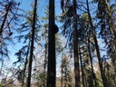 Raeppli-Buche-4_Easy-Resize.com_.jpg