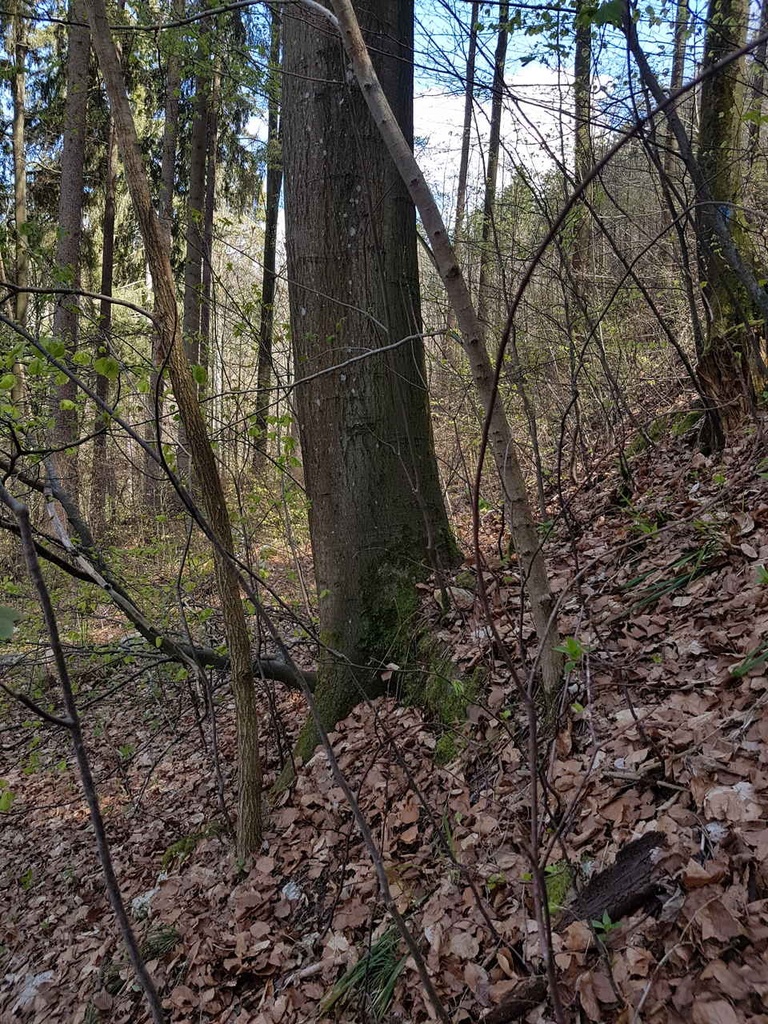 Raeppli-Buche-5_Easy-Resize.com_.jpg
