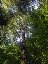 zebrabirke2_Easy-Resize.com_.jpg