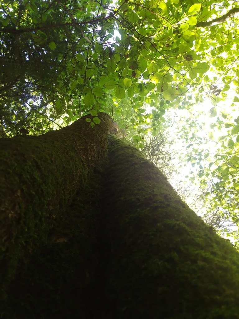 nasenbuche3_Easy-Resize.com_.jpg