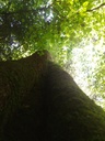 nasenbuche3_Easy-Resize.com_.jpg