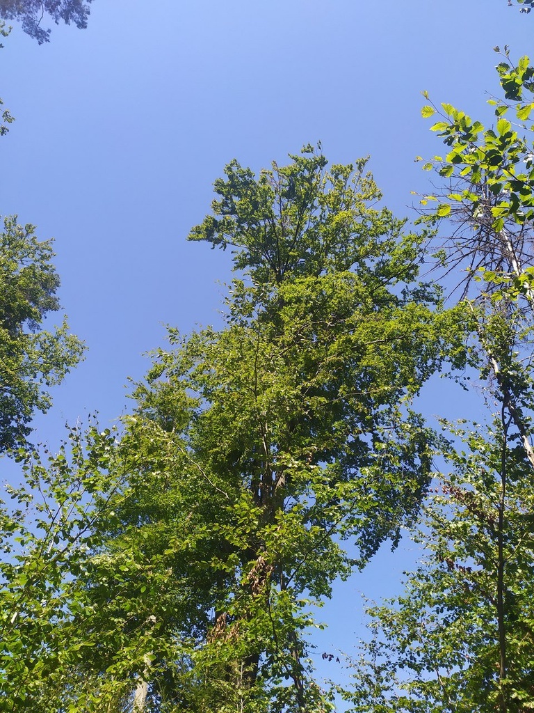 nasenbuche4_Easy-Resize.com_.jpg